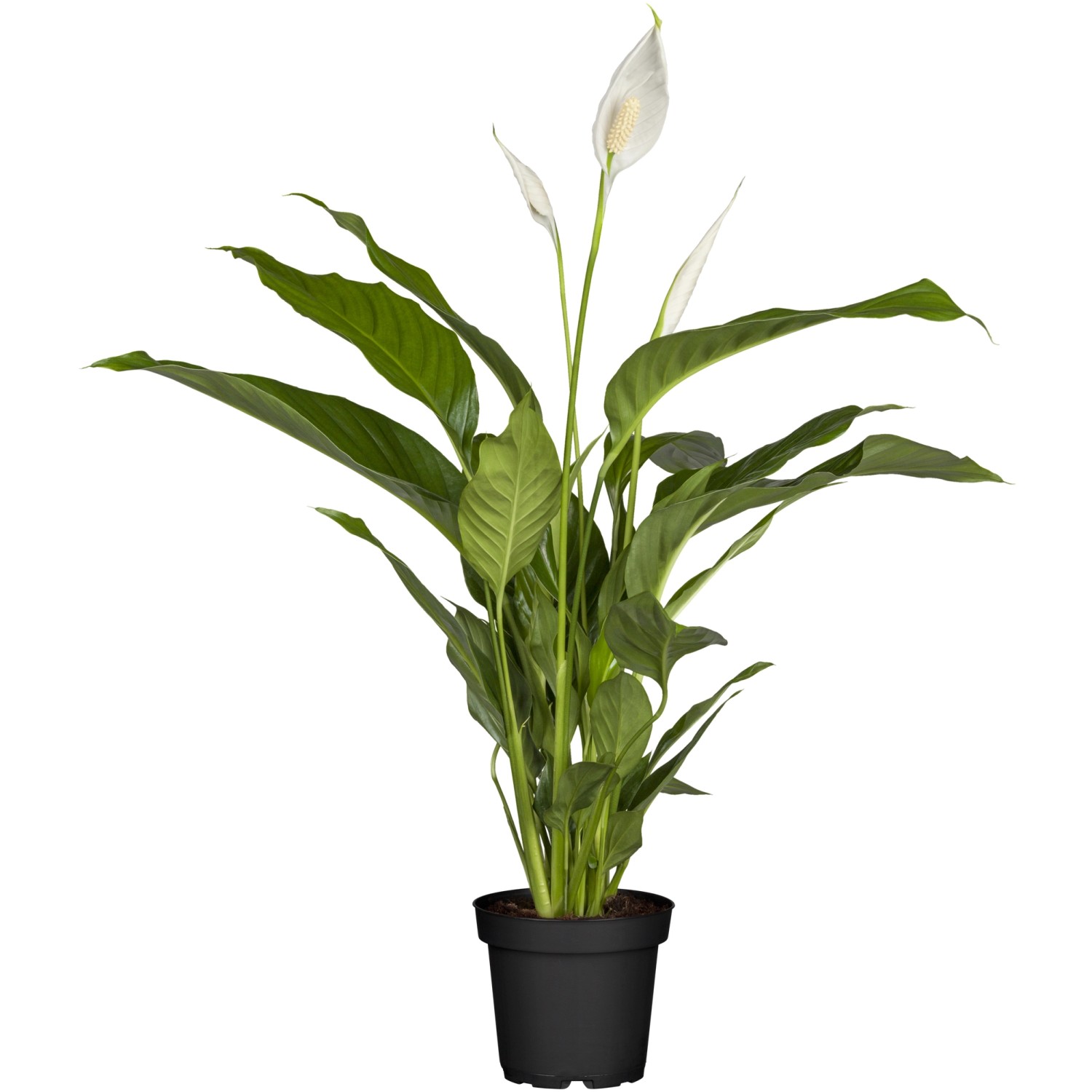 Einblatt Sweet Silvio Topf-Ø ca. 17 cm Spathiphyllum