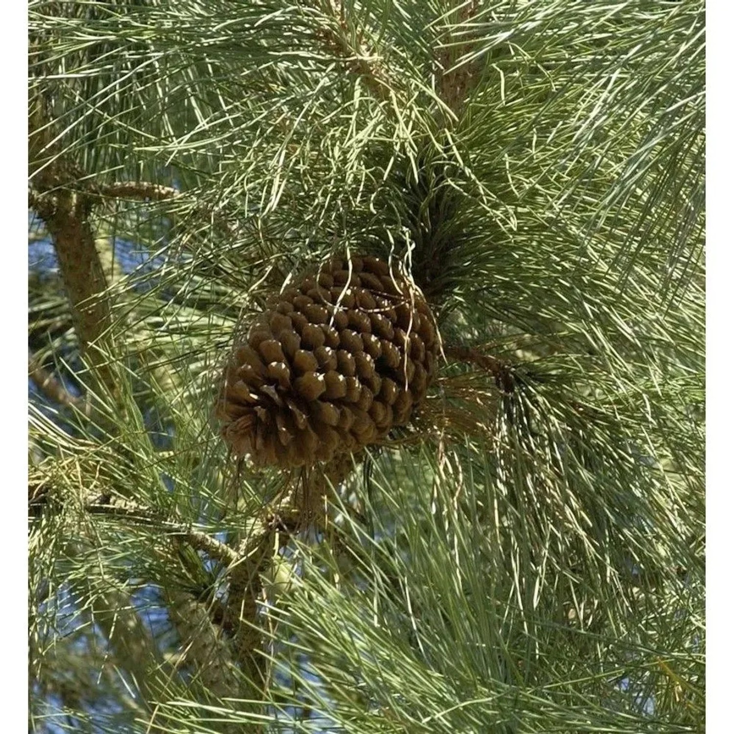 Jeffrey-Kiefer 40-60cm - Pinus jeffreyi