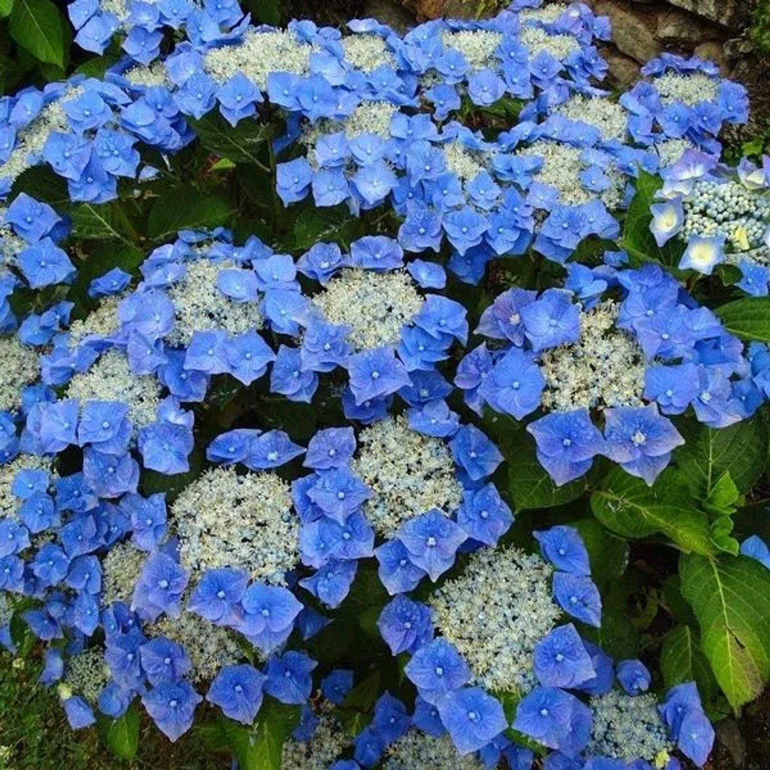 arborix Hortensie 'Teller Blue' Hydrangea 40 Bis 60 Cm Im Container Blaue Blüten