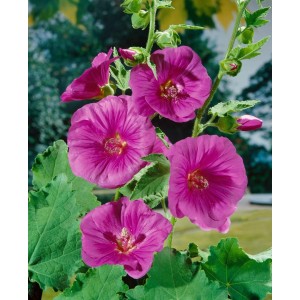 Buschmalve Lavatera X Olbia im Topf mit leuchtend rosa Blüten und grünen Blättern.