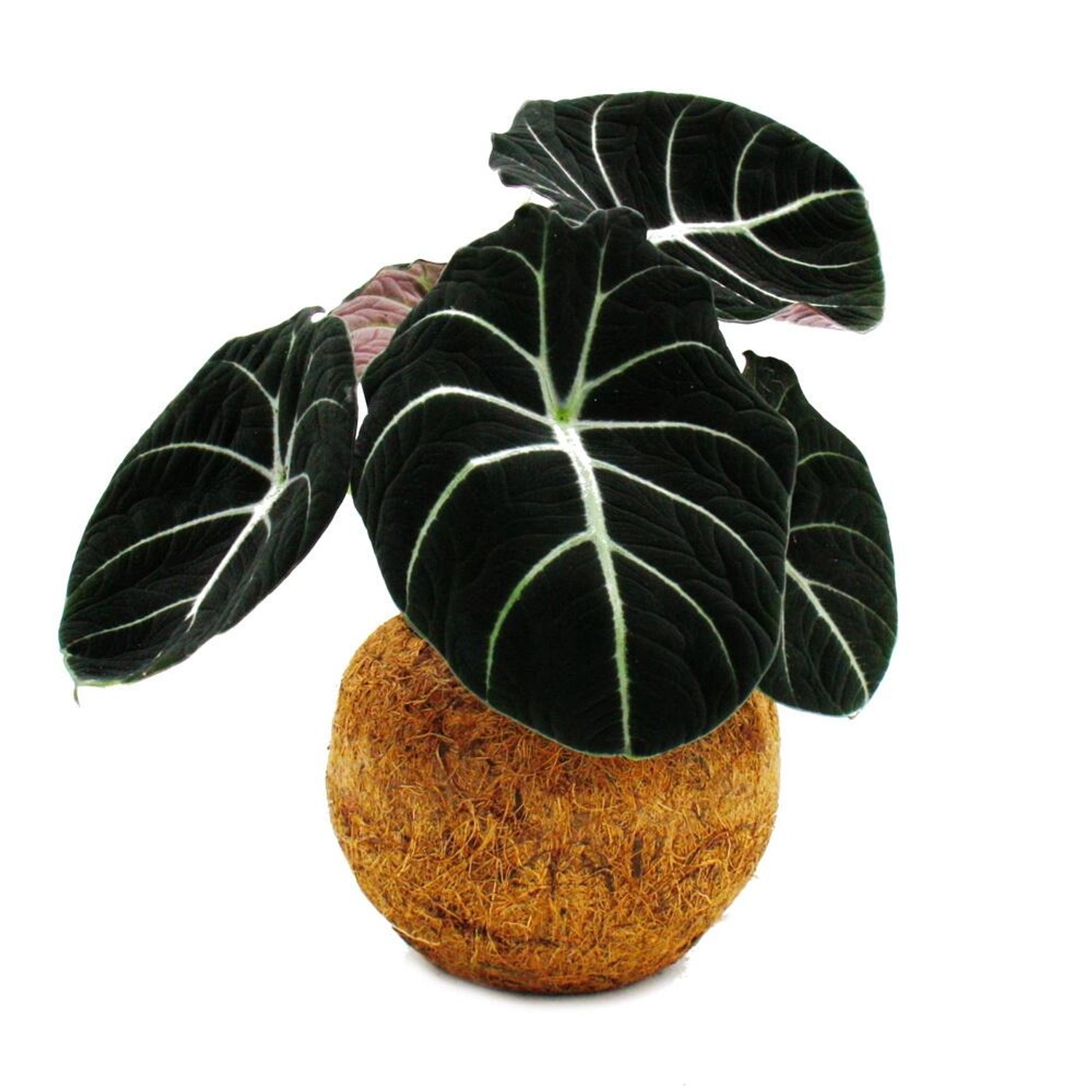 Exotenherz Kokodama Alocasia Reginula Black Velvet Pfeilblat im Kokodamagef günstig online kaufen