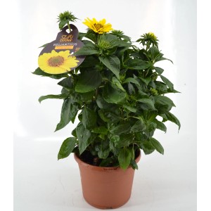 GROW by OBI Stauden-Sonnenblume im Topf, ca. 28cm hoch.