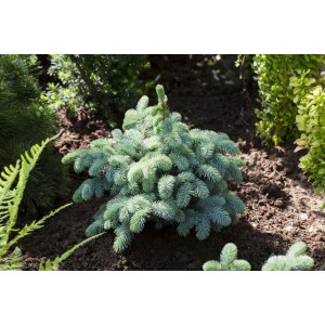 Kompakte Blautanne 'Globosa', 80-100 cm, mit blauen Nadeln im Garten.