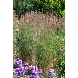 Calamagrostis Avalanche Ziergras im Garten, ca. 1,5m hoch mit cremeweißen Blütenrispen.