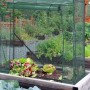 Grünes Tomatengewächshaus aus PE-Folie mit aufgerollter Tür, schützt Pflanzen im Hochbeet. Ideal für Garten und Aufzucht.