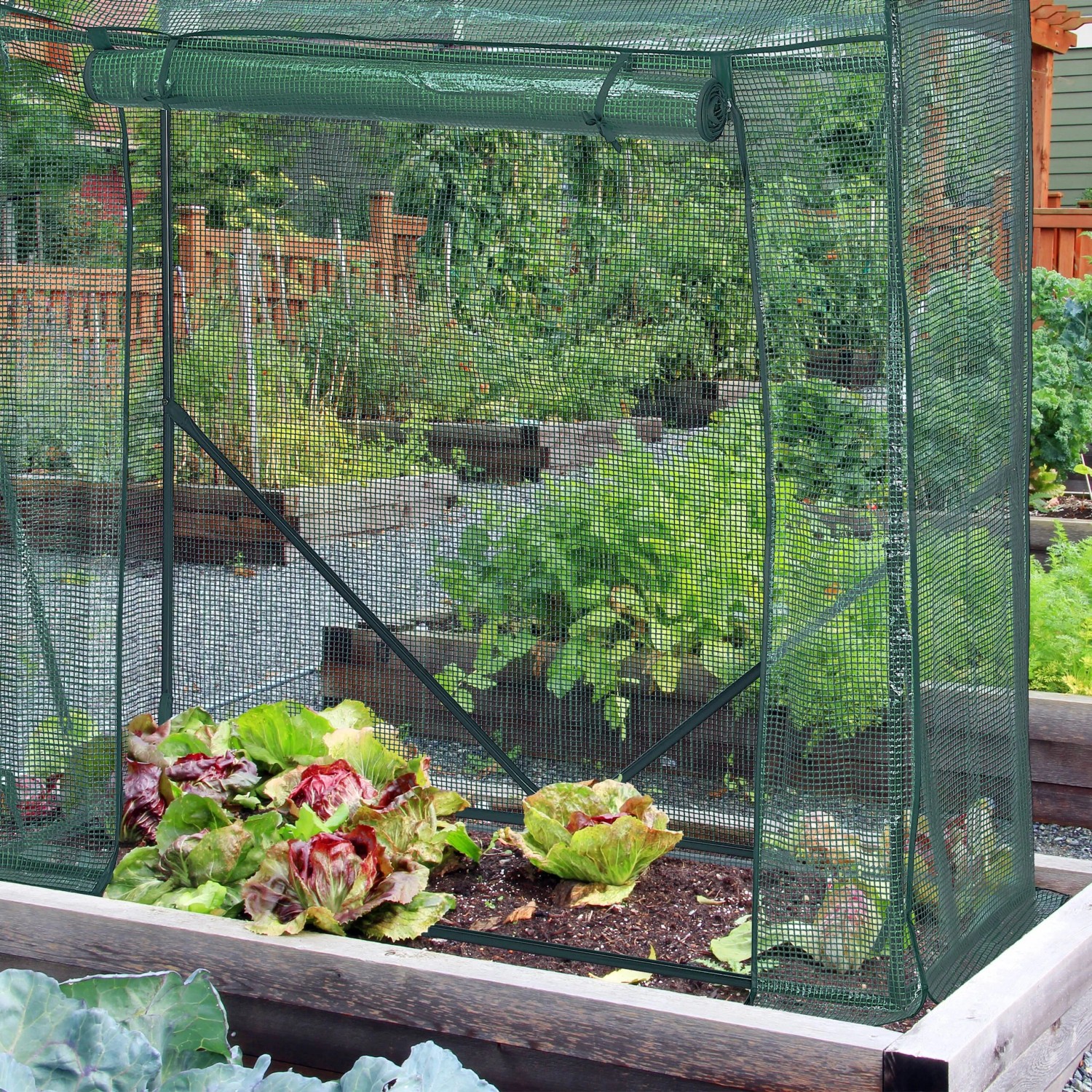 Grünes Tomatengewächshaus aus PE-Folie mit aufgerollter Tür, schützt Pflanzen im Hochbeet. Ideal für Garten und Aufzucht.