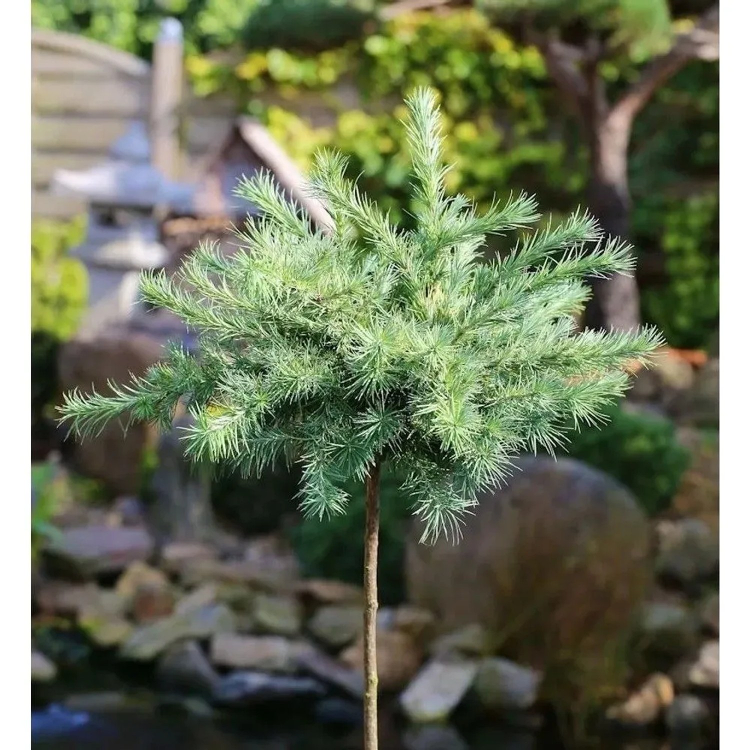 Hochstamm Japanische Lärche Blue Dwarf 80-100cm - Larix kaempferi
