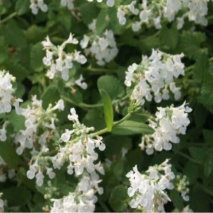 6 x Katzenminze 'Snowflake' Nepeta Topf 9cm Weiße Blüten