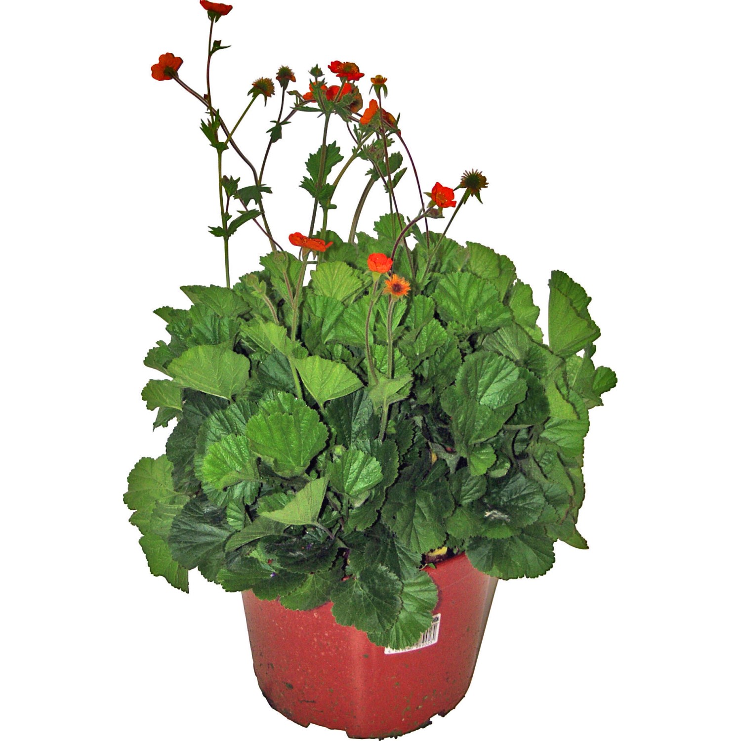 GROW by OBI Nelkenwurz Topf-Ø ca. 19 cm Geum