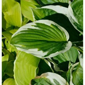 Funkie Minuteman - Hosta fortunei