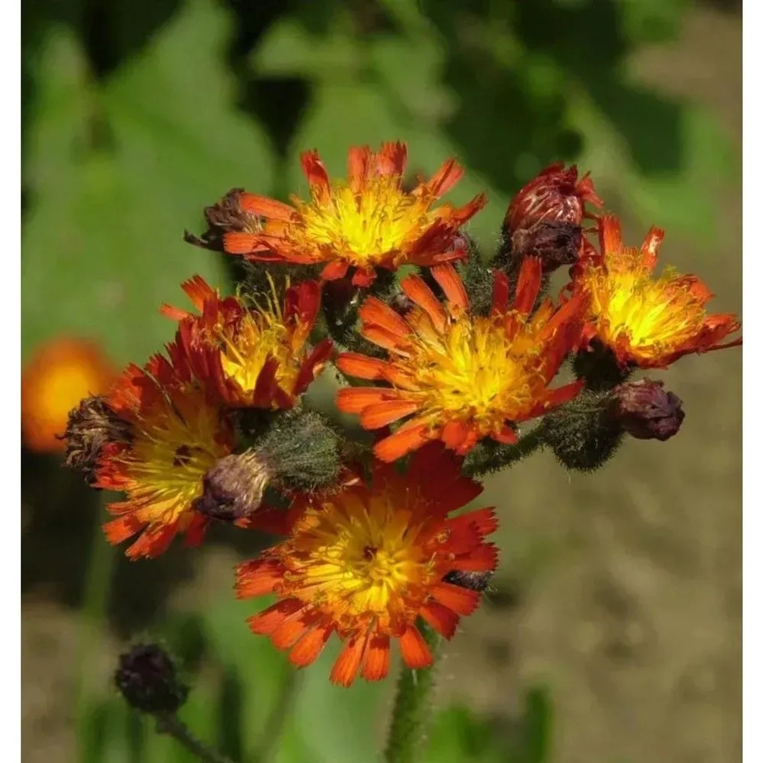 Rotes Habichtskraut - Hieracium rubrum