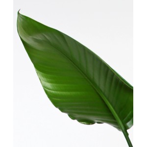 Detailaufnahme eines grünen Blattes der Strelitzie Zimmerpflanze.