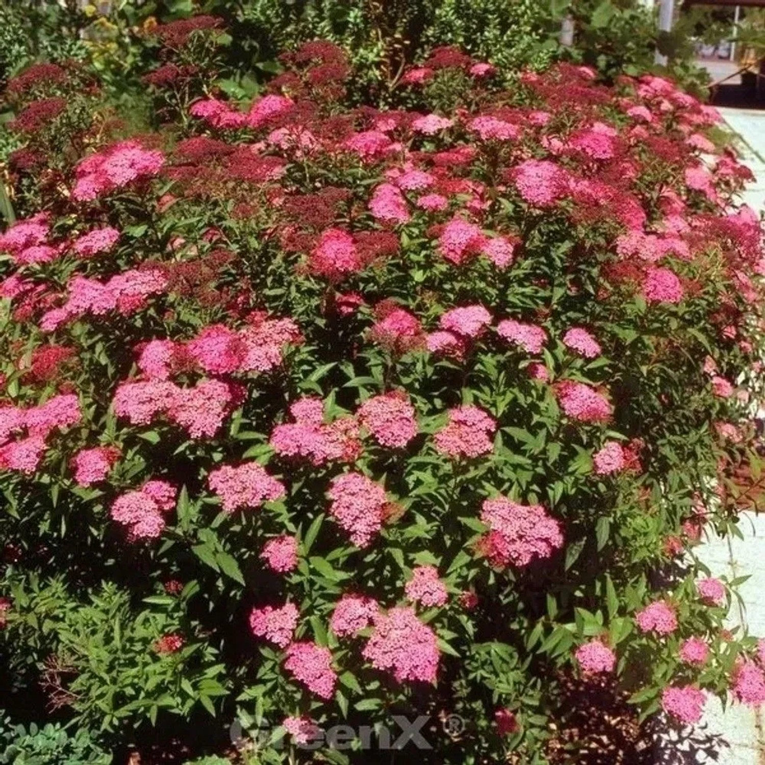 Roter Sommerspierstrauch Darts Red 30-40cm - Spiraea japonica