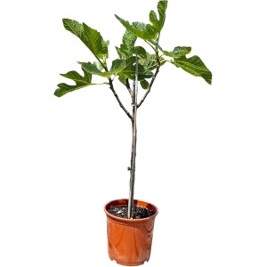 Feigenbaum 'Sunny-Tree', ca. 100cm, im Topf. Winterharter Obstbaum mit essbaren Feigen.