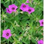 Blühender Schwarzäugiger Storchschnabel Patricia (Geranium psilostemon) im Garten.