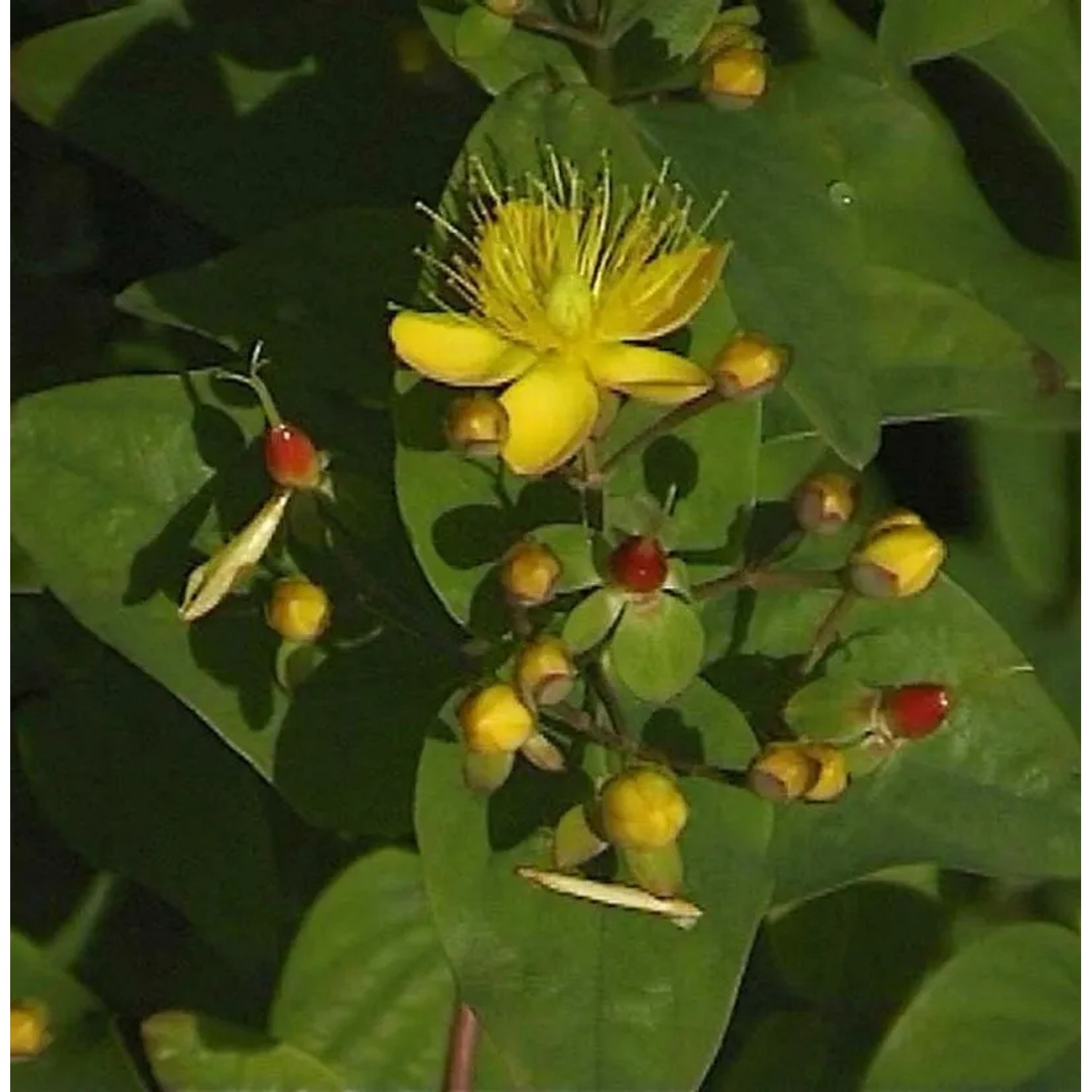 Johanniskraut Miracle Pistache 30-40cm - Hypericum