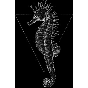Komar Wandbild Sea Horse Black, 30x40 cm, mit detaillierter Seepferd-Illustration auf schwarzem Hintergrund.