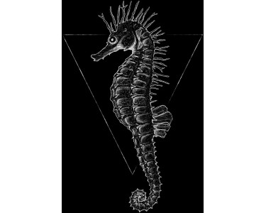 Komar Wandbild Sea Horse Black OBI 40 kaufen bei 30 cm x