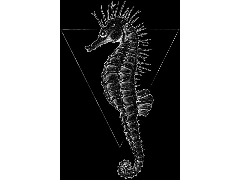 Komar Wandbild Sea Horse Black bei 30 x 40 kaufen OBI cm