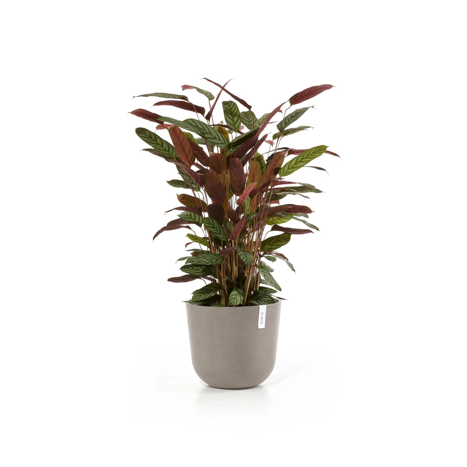 Ecopots Pflanztopf Oslo, braungrau, 35 cm, mit Pflanze. Ideal für Innen- und Außenbereiche.