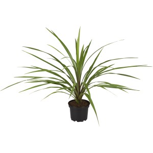 Keulenlilie (Cordyline indivisa) im Topf, grüne Blätter, Zimmerpflanze.