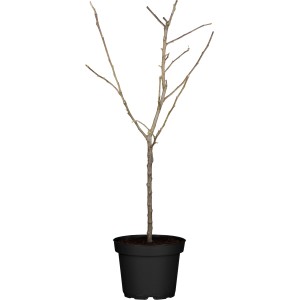 Winterapfel Ontario im Topf, gelbgrüne Sorte, ca. 100-120cm hoch.