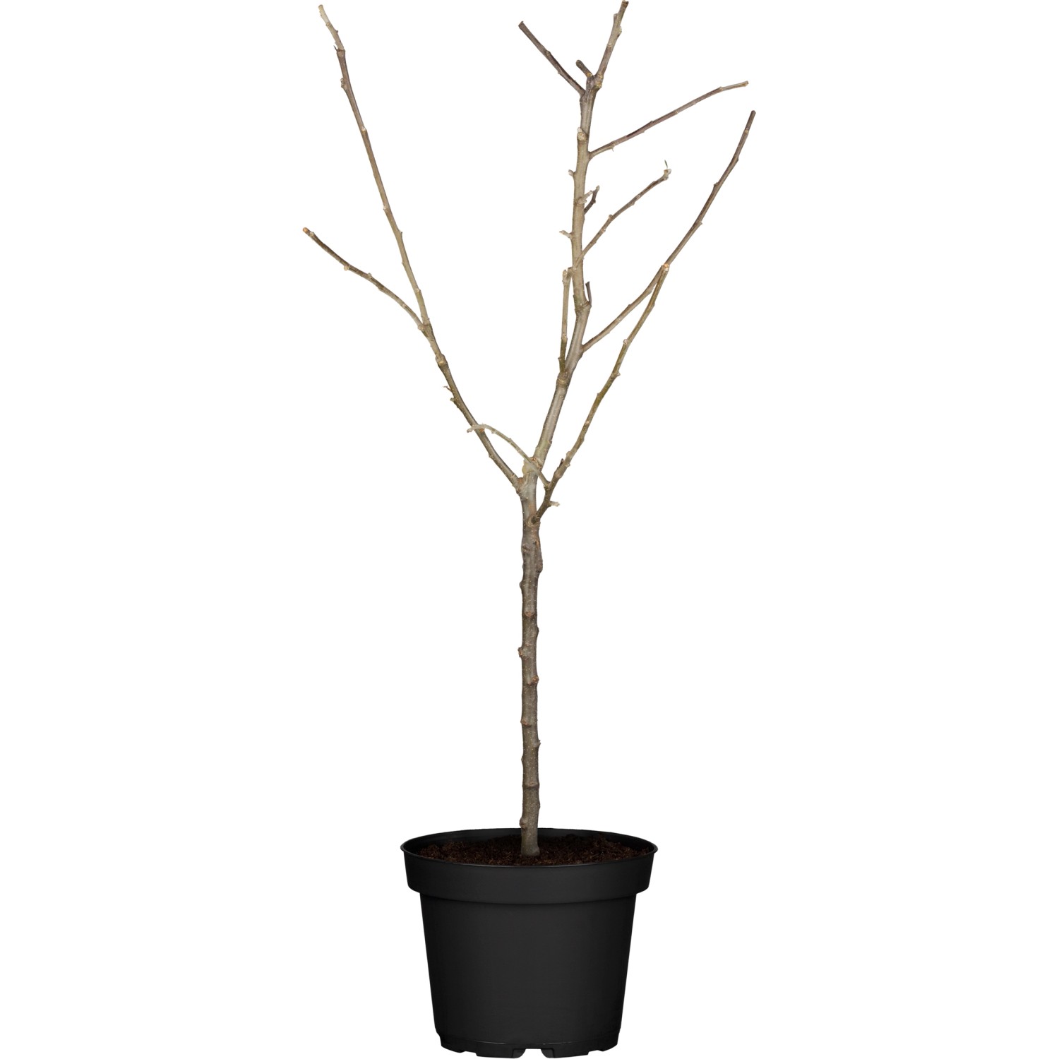 Winterapfel Ontario Gelbgrün Höhe ca. 100 - 120 cm Topf ca. 7,5 l