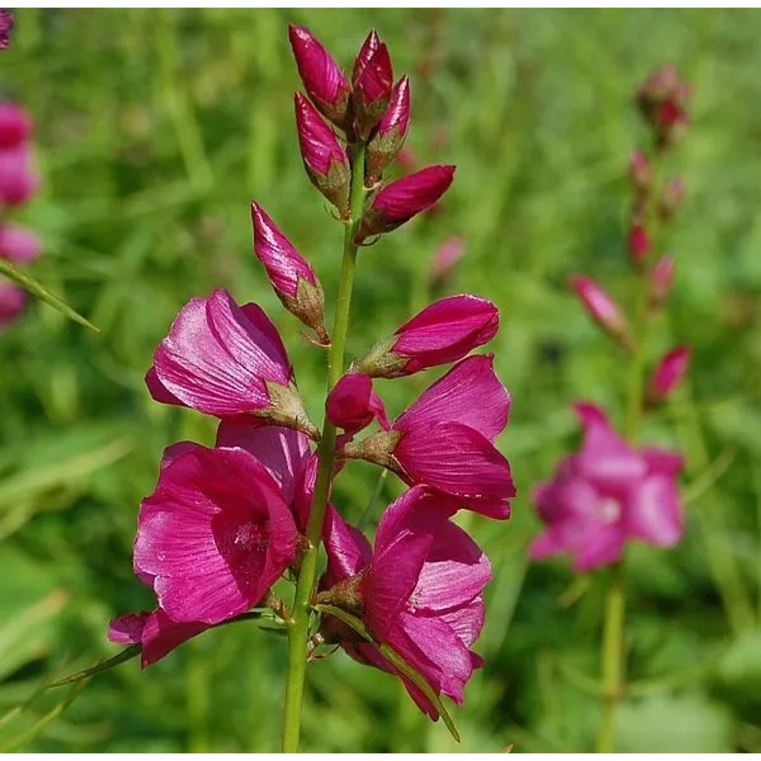 Prärie Malve Brilliant - Sidalcea oregana
