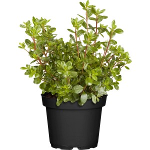 Japanische Azalee 'Pink Spider' im Topf, grüne Blätter. Rhododendron für Garten und Beet.