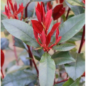 Glanzmispel Camilvy (Photinia fraseri) mit roten und grünen Blättern.