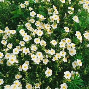 Sonnenröschen 'Snow Queen' mit weißen Blüten und grünen Blättern im 9x9 cm Topf.