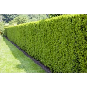 Dichte, grüne Taxus baccata Hecke (100-125 cm) im Garten. Ideal als Sichtschutz.