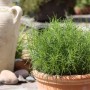 Blu Bio-Olivenkraut im Topf (Ø 12cm). Aromatische Küchenkräuter für mediterrane Gerichte.