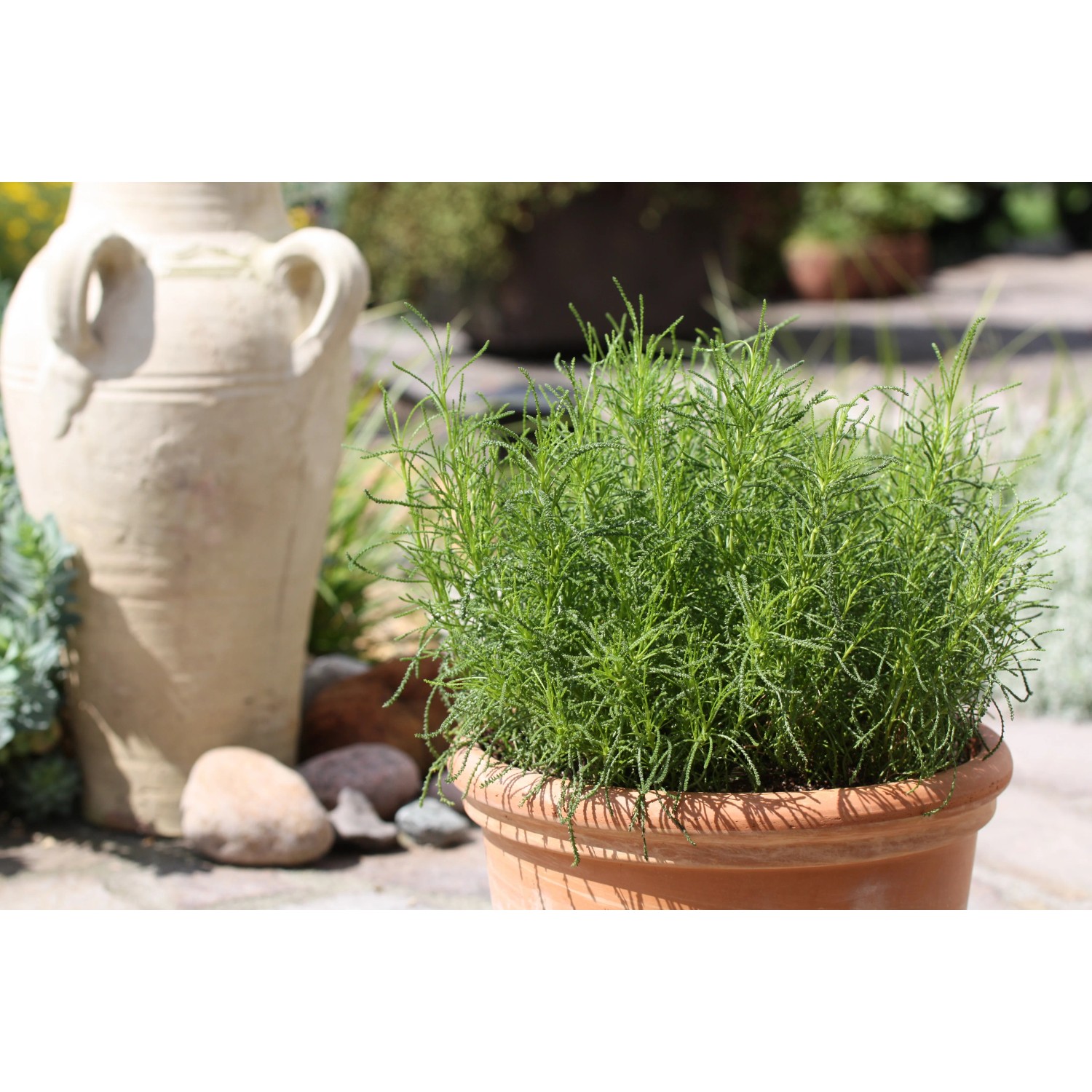 Blu Bio-Olivenkraut im Topf (Ø 12cm). Aromatische Küchenkräuter für mediterrane Gerichte.