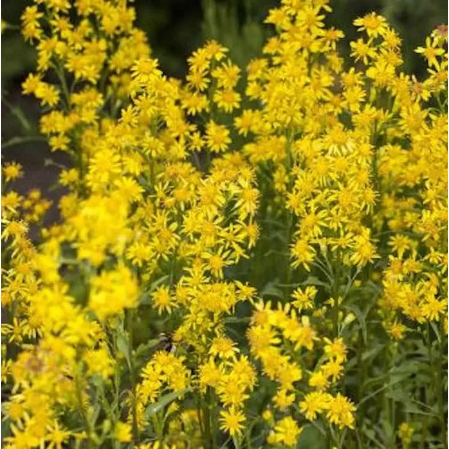Goldrute Goldkind - Solidago