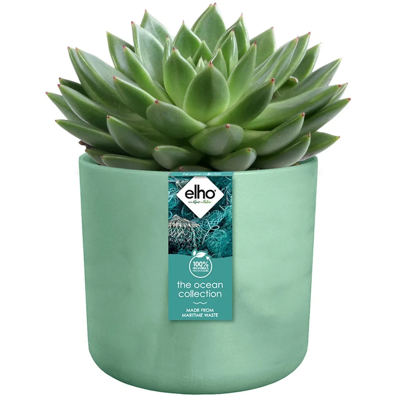 Elho Blumentopf Ocean Collection, Ø 22 cm, pazifikgrün, mit Sukkulente.