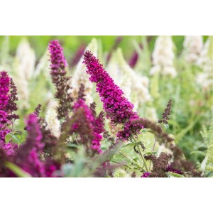 Magenta Schmetterlingsstrauch (Buddleja Davidii) Buzz, 40-60 cm hoch, blühende Zimmerpflanze.