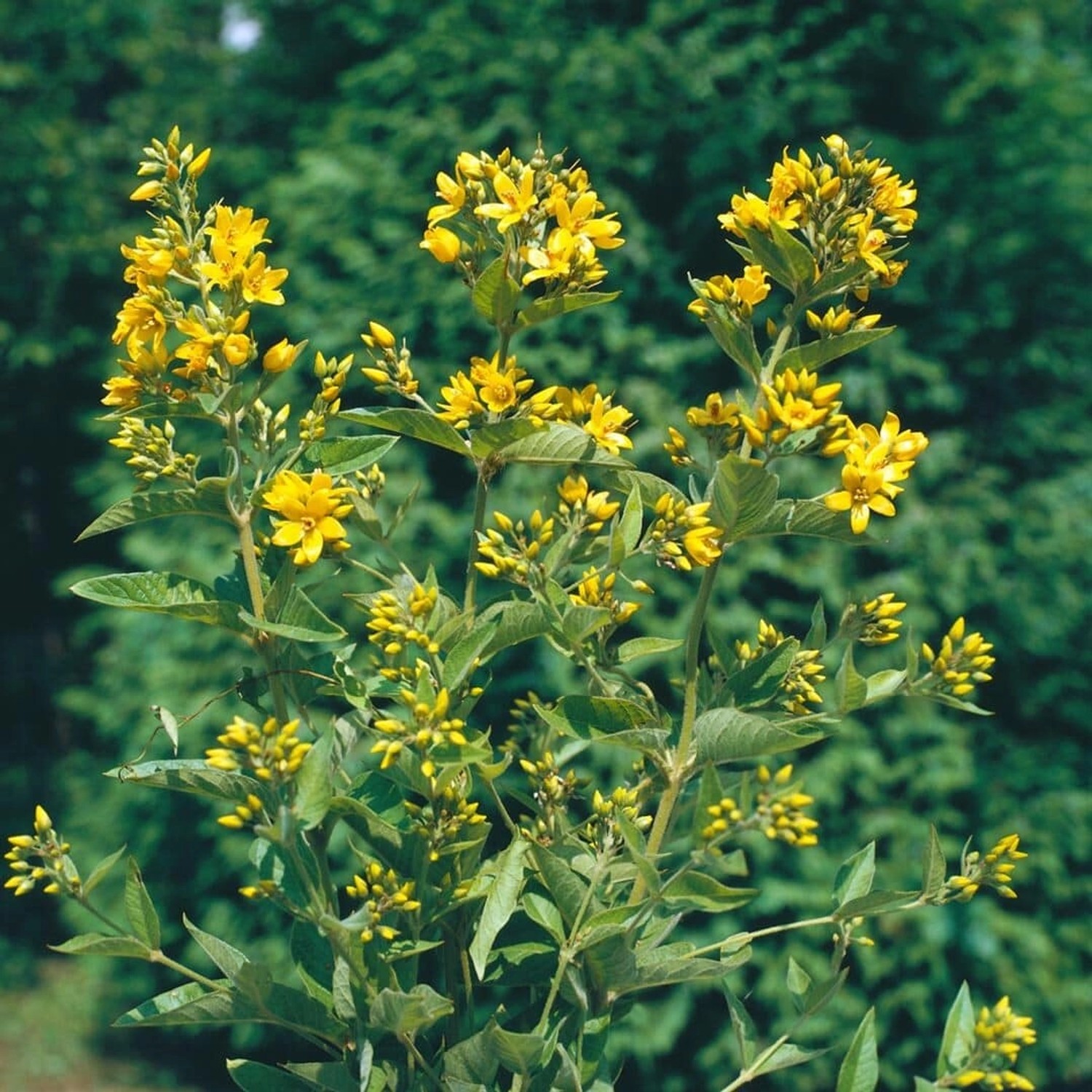 Lysimachia Vulgaris Gewöhnlicher Gilbweiderich Ca. 9x9 cm Topf günstig online kaufen