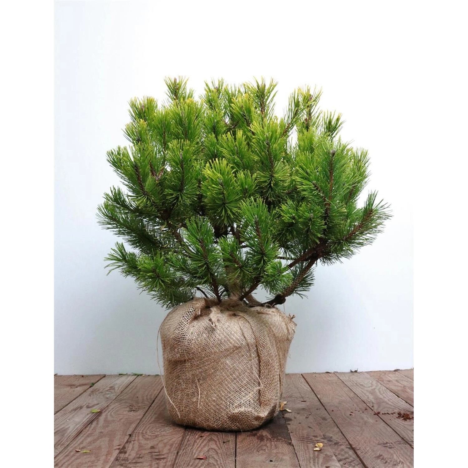 Pinus Mugo Winter Gold Bergkiefer Goldgelb 40–50 cm günstig online kaufen
