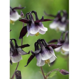 Nahaufnahme der Aquilegia Vulgaris 'William Guiness' (Akelei) mit violett-weißen Blüten.