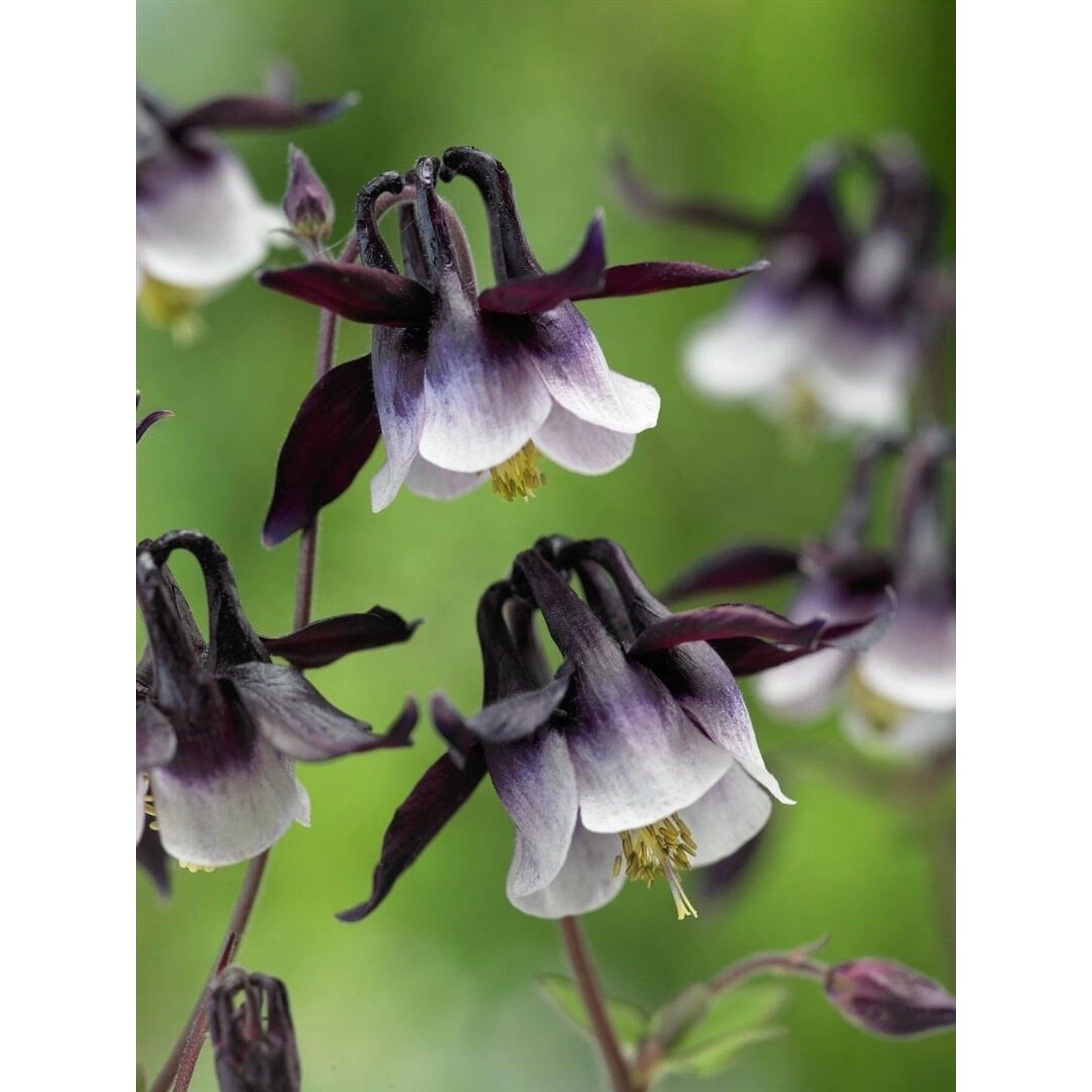 Aquilegia Vulgaris William Guiness Akelei Ca. 9x9 cm Topf günstig online kaufen