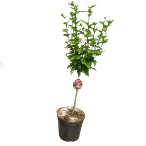 GROW by OBI Hibiskus Stämmchen, rote Blüten, ca. 40-50 cm hoch im Topf.