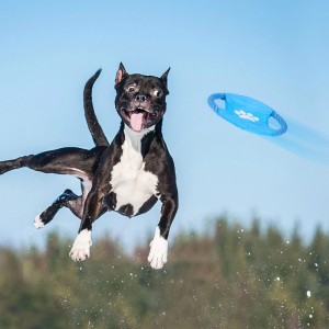 Springender Hund fängt blaue Wurfscheibe aus dem Relaxdays Hundespielzeug Set.
