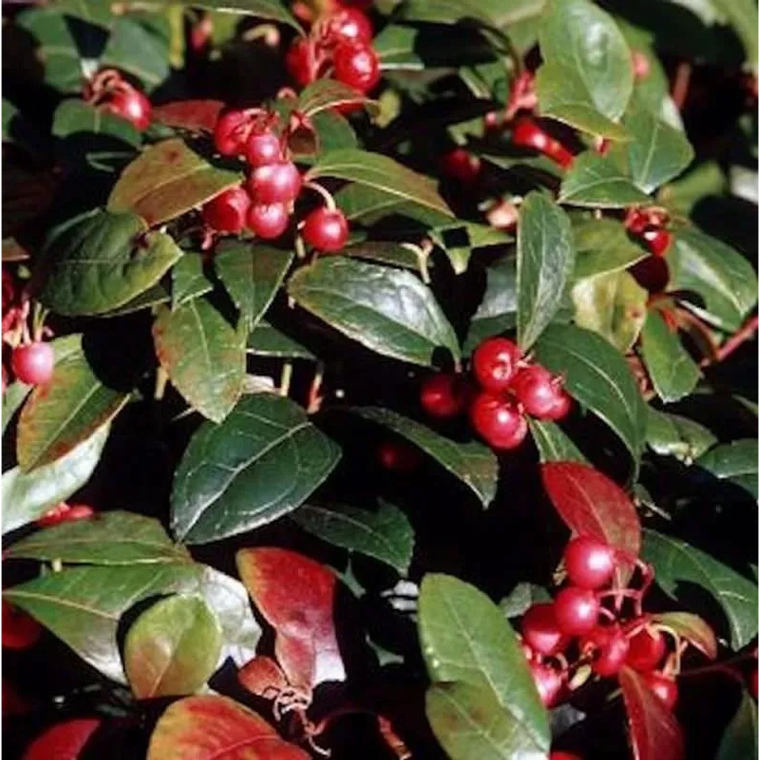 Große Scheinbeere - großer Topf  - Gaultheria shallon