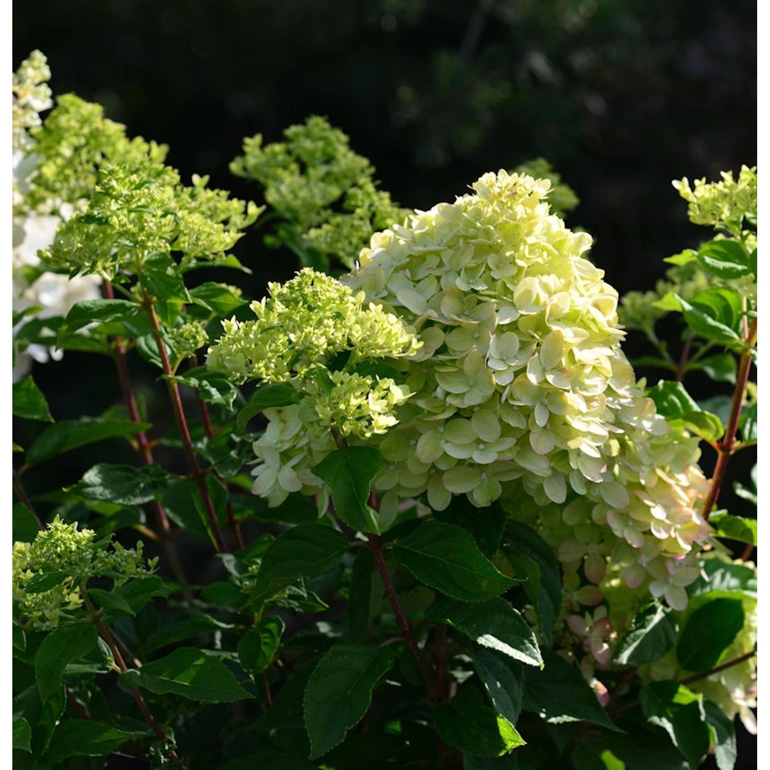 Rispenhortensie Little Blossom 30-40cm - Hydrangea paniculata günstig online kaufen