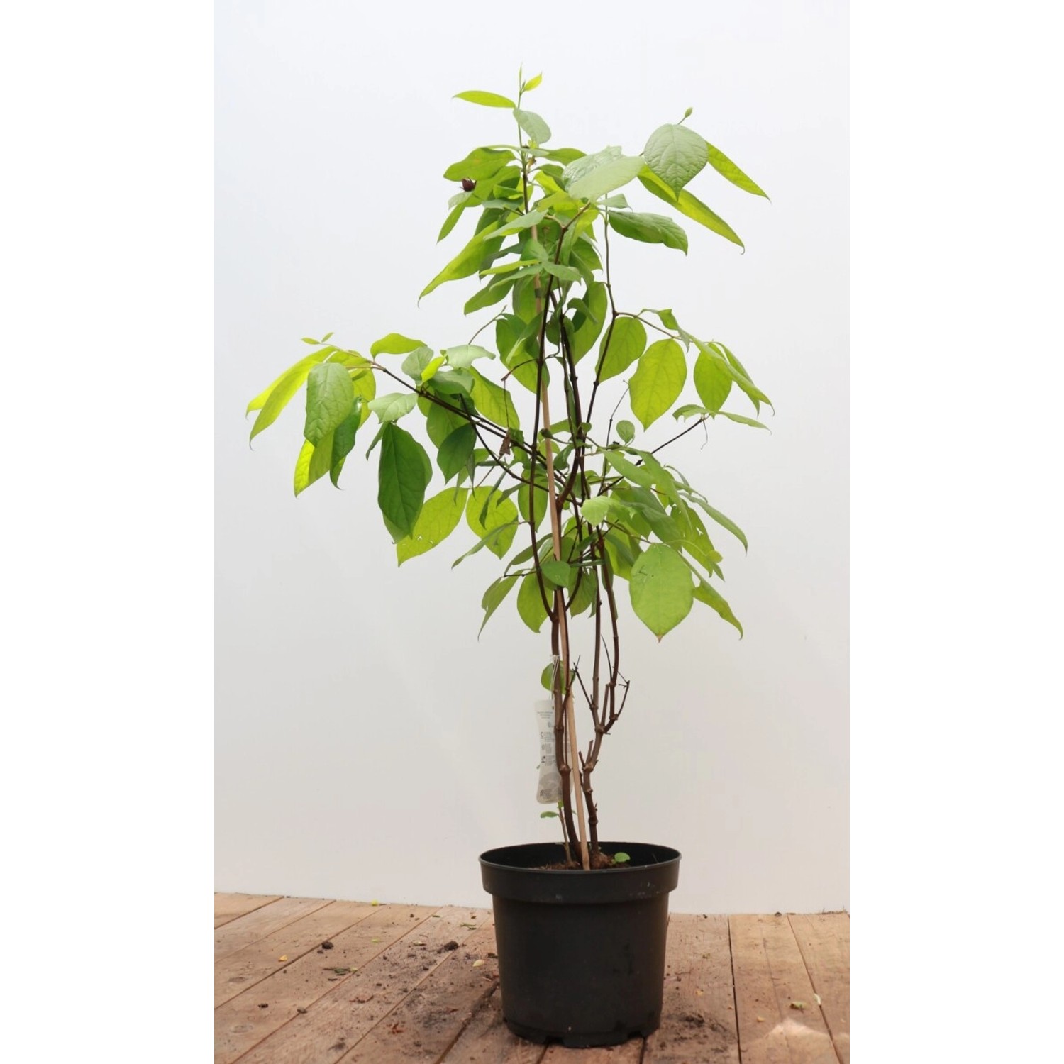 Calycanthus Floridus Gewürzstrauch Aromatisch 40–60 cm günstig online kaufen
