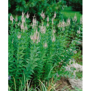 Veronicastrum Lavendelturm im Garten: Kandelaber Ehrenpreis mit lavendelfarbenen Blüten.