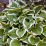 Funkie 'Wide Brim' (Hosta Sieboldiana) im Topf, grüne Blätter mit weißem Rand.