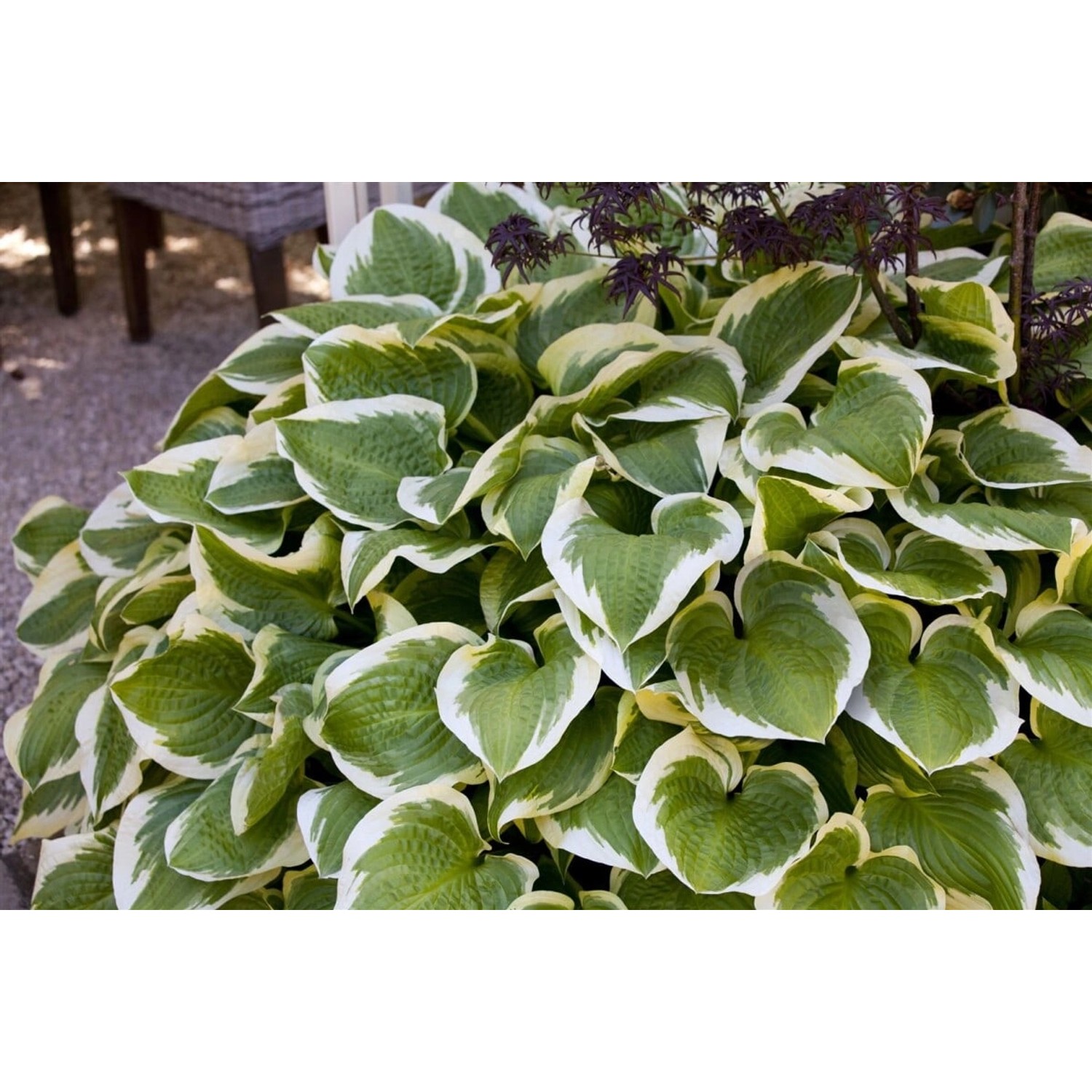 Hosta Sieboldiana Wide Brim Funkie Ca. 11x11 cm Topf günstig online kaufen