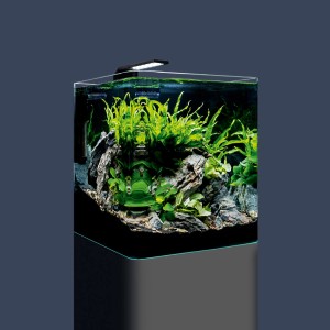 Dennerle Nano Cube Basic 30 l Aquarium Set mit LED-Beleuchtung und Pflanzen.